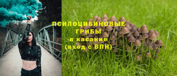 шишки Ельня